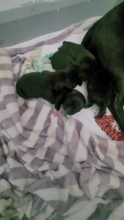 Staffie cross mastiff for sale in Newcastle upon Tyne, Tyne and Wear