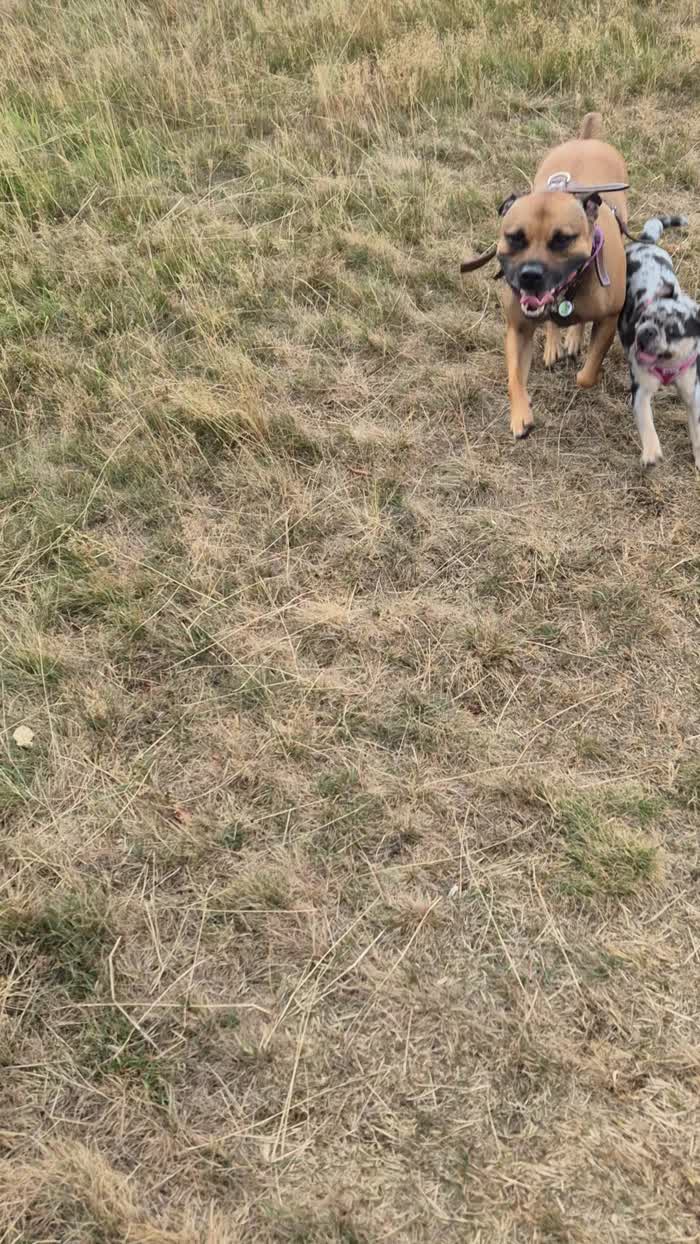 Staffordshire Bull Terrier puppies for sale in Oldbury, West Midlands – 2 years old