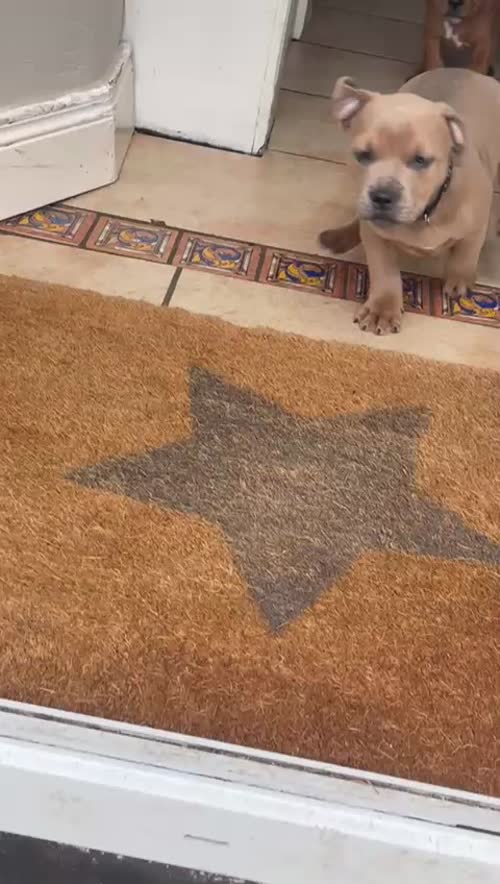 Staffordshire Bull terrier pups for sale in Belfast, County Antrim