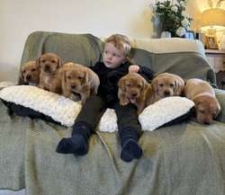 staunning kc labrador Retriever Pups Mum 0/0 hips&elbows for sale in Rotherhithe, Southwark, Greater London | Image 2