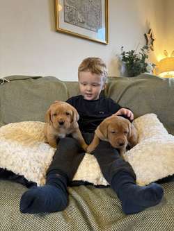 staunning kc labrador Retriever Pups Mum 0/0 hips&elbows for sale in Rotherhithe, Southwark, Greater London | Image 3
