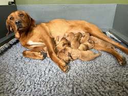 staunning kc labrador Retriever Pups Mum 0/0 hips&elbows for sale in Rotherhithe, Southwark, Greater London | Image 4
