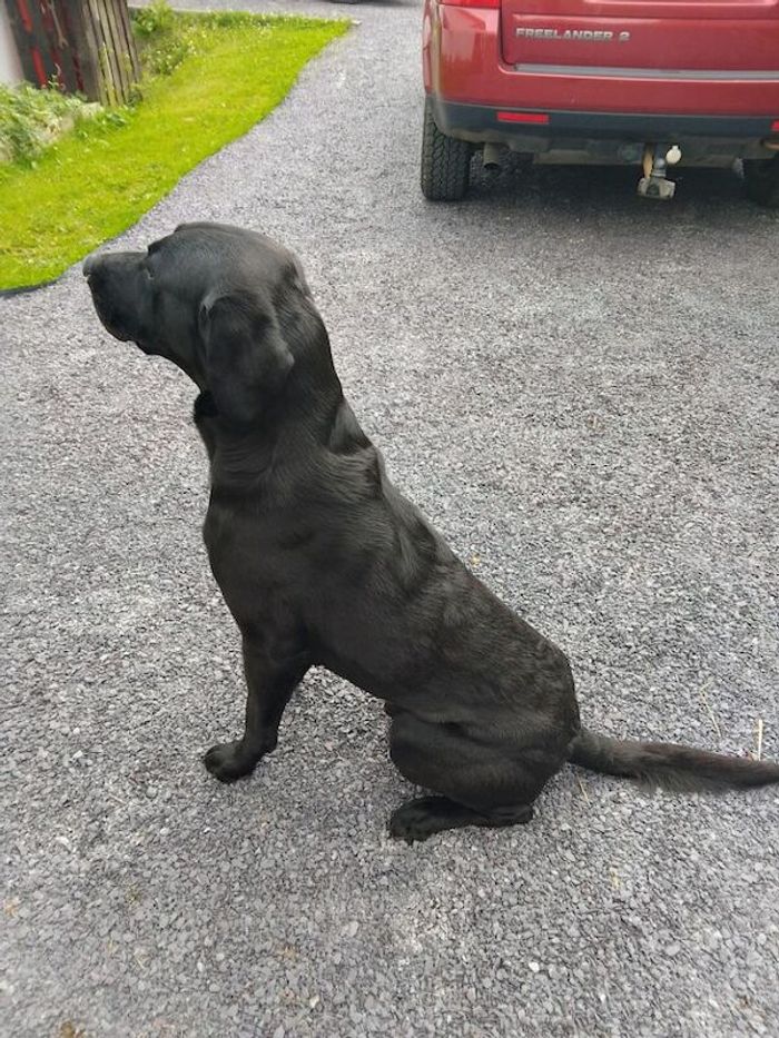 Labrador Retriever stud dog for stud in Conwy, Clwyd – KC registered, 3 years old
