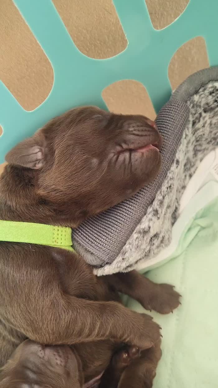 Labrador Retriever puppies for sale in Cambridgeshire – KC registered, 3 days old