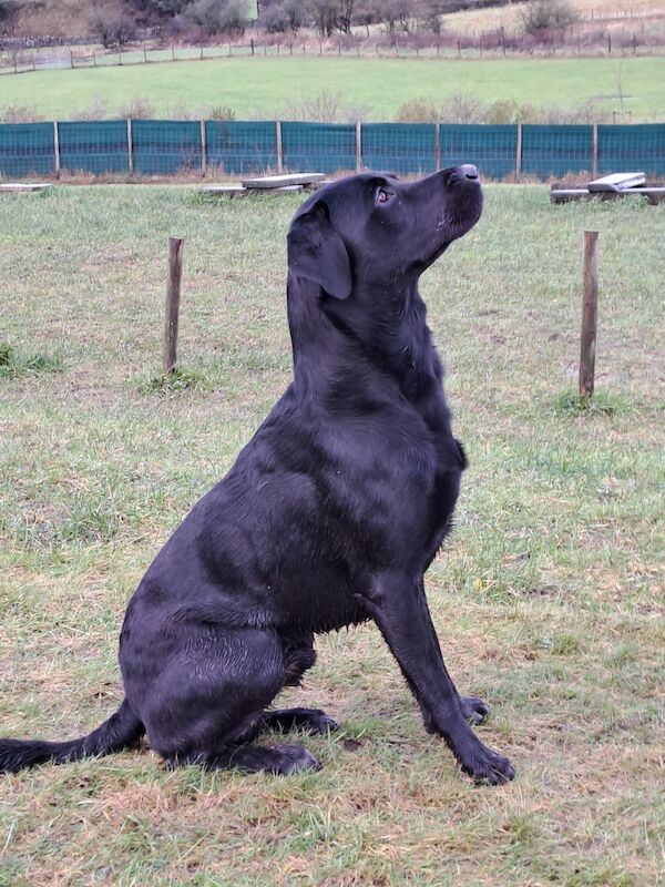 Kennel Club All Black Lab Kennel Club Akc Labrador Retriever