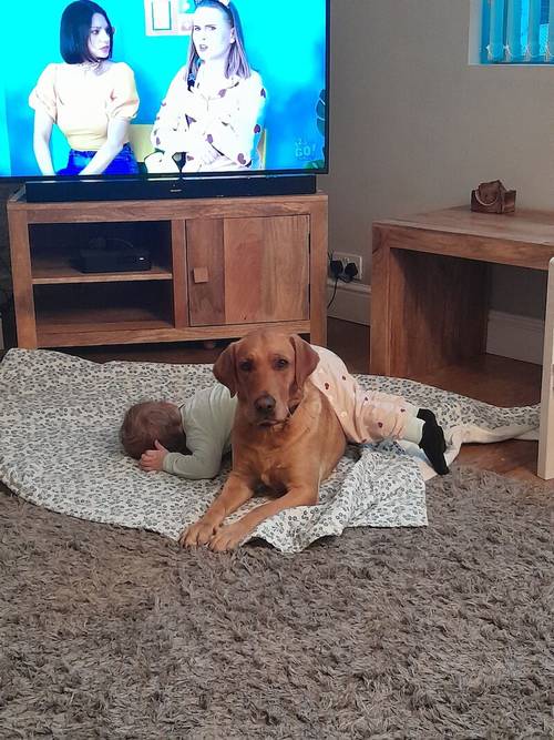 Proven Stud Labrador Retriever Puppies For Sale in Nottingham