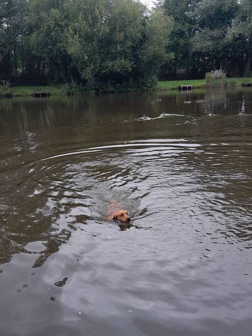 Proven Stud Labrador Retriever Puppies For Sale in Nottingham