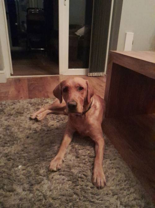 Proven Stud Labrador Retriever Puppies For Sale in Nottingham