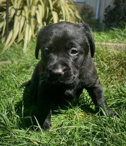 Stunnig Labrador puppies for sale in Wolverhampton, West Midlands