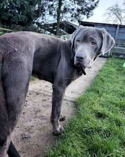 Stunnig Labrador puppies for sale in Wolverhampton, West Midlands | Image 2
