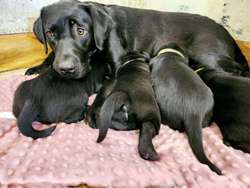 Stunnig Labrador puppies for sale in Wolverhampton, West Midlands | Image 3