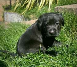Stunnig Labrador puppies for sale in Wolverhampton, West Midlands | Image 4
