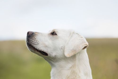 Stunning all white Labradors fully health tested for sale in Worcestershire