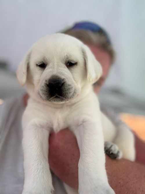 Stunning all white Labradors fully health tested for sale in Worcestershire
