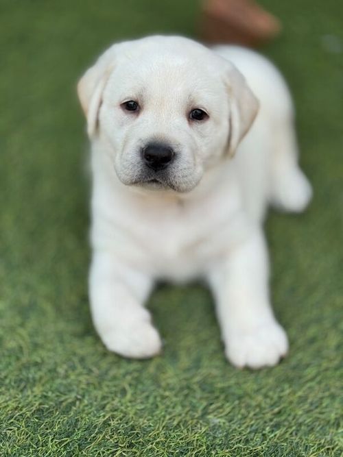Stunning all white Labradors fully health tested for sale in Worcestershire
