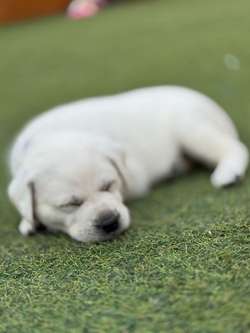 Stunning all white Labradors fully health tested for sale in Worcestershire | Image 2