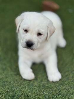 Stunning all white Labradors fully health tested for sale in Worcestershire | Image 3