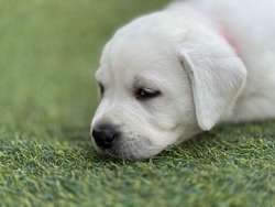 Stunning all white Labradors fully health tested for sale in Worcestershire | Image 4
