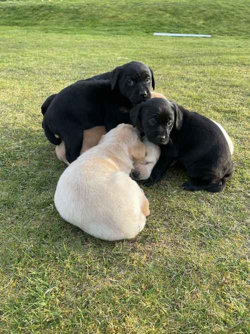Stunning Black and Yellow Labrador Puppies For Sale in Reeth, North Yorkshire
