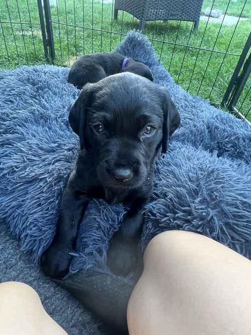 Stunning Black KC Lab Puppies. Ready To Leave on the 29/08/24 for sale in Fakenham, Norfolk