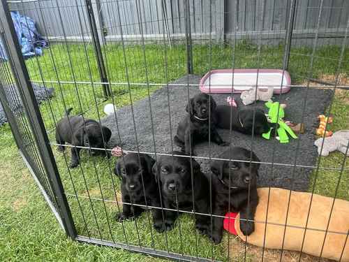 1 Stunning Girl Black KC Lab Puppy. for sale in Fakenham, Norfolk