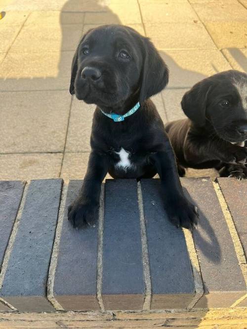 Stunning black Labrador puppies for sale in Cambridgeshire - Image 3