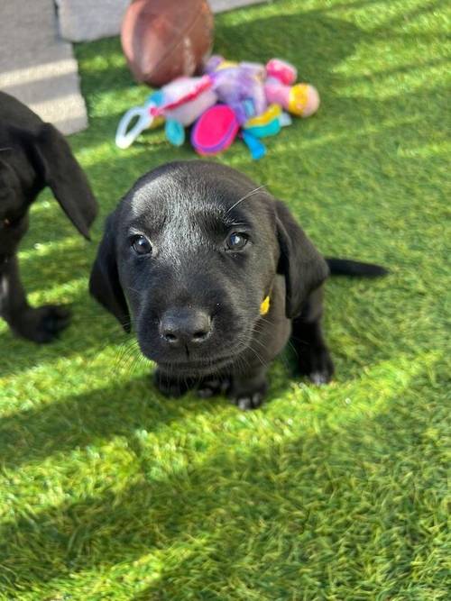 Stunning black Labrador puppies for sale in Cambridgeshire - Image 4