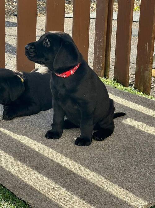 Stunning black Labrador puppies for sale in Cambridgeshire - Image 7