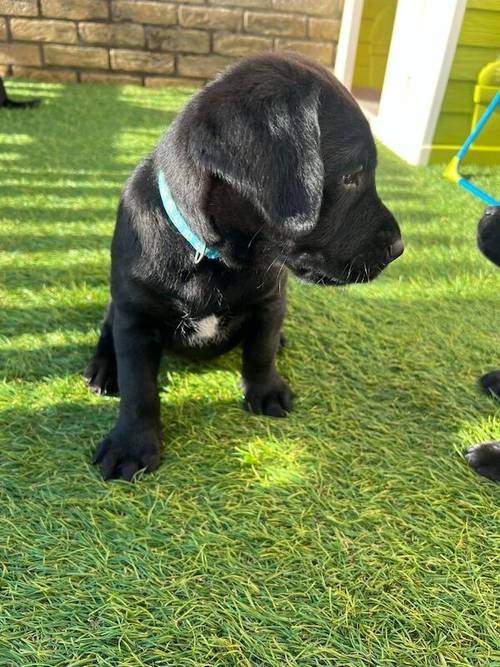 Stunning black Labrador puppies for sale in Cambridgeshire - Image 8