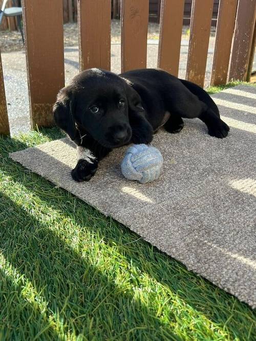 Stunning black Labrador puppies for sale in Cambridgeshire - Image 9