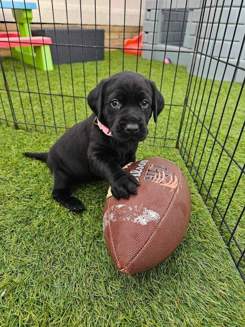 Stunning black Labrador puppies for sale in Cambridgeshire - Image 10