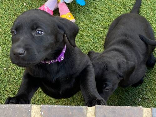 Stunning black Labrador puppies for sale in Cambridgeshire - Image 12