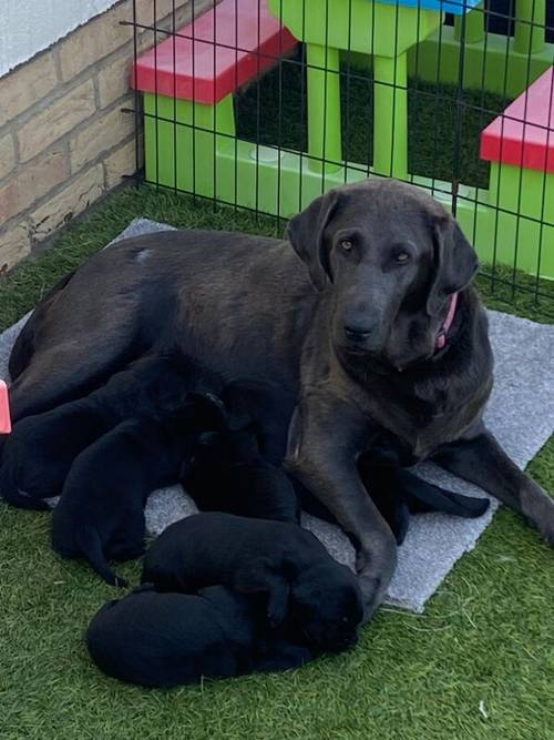 Stunning black Labrador puppies for sale in Cambridgeshire - Image 13