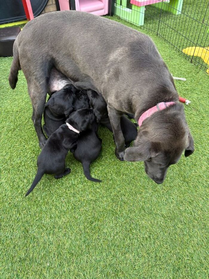 Labrador Retriever puppies for sale in Cambridgeshire – 6 weeks old - Image 7 of 15