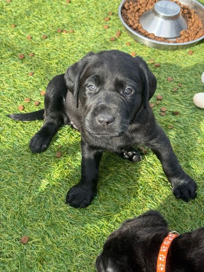 Labrador Retriever puppies for sale in Cambridgeshire – 6 weeks old - Image 13 of 15