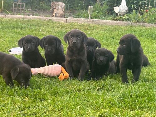 Stunning Black Labradors Ready now for sale in Ilkeston, Derbyshire