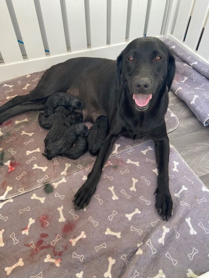 Labrador Retriever puppies for sale in Peterhead, Aberdeenshire – KC registered, 30 minutes old