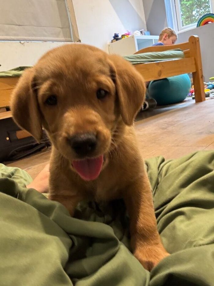 Labrador Retriever puppies for sale in Dereham, Norfolk – KC registered, 7 weeks old
