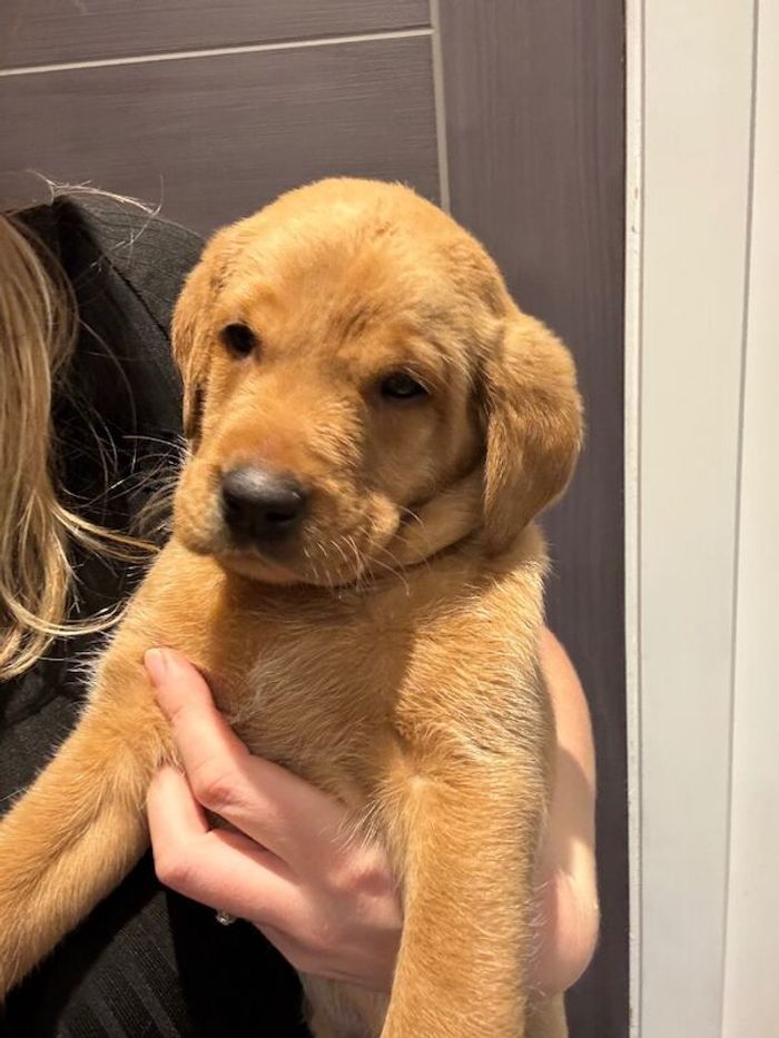 Labrador Retriever puppies for sale in Dereham, Norfolk – KC registered, 7 weeks old - Image 2 of 4