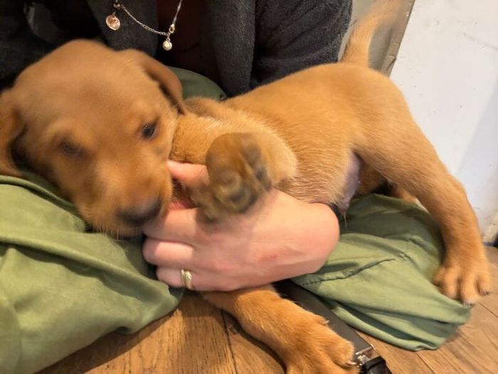 Labrador Retriever puppies for sale in Dereham, Norfolk – KC registered, 7 weeks old - Image 3 of 4
