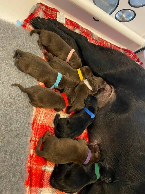 Stunning Chocolate KC Labrador (ONLY FOR STUD) for sale in Bedford, Bedfordshire - Image 6