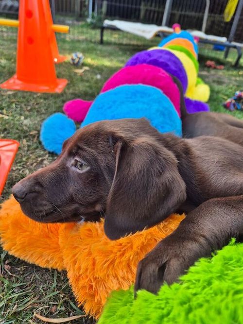 Stunning Chocolate Labrador Male Puppy Ready Now for sale in Littleport, Cambridgeshire