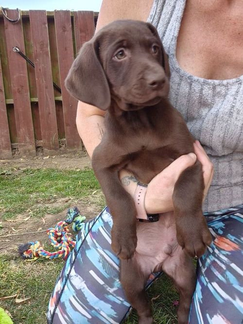 Stunning Chocolate Labrador Male Puppy Ready Now for sale in Littleport, Cambridgeshire