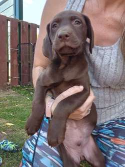 Stunning Chocolate Labrador Male Puppy Ready Now for sale in Littleport, Cambridgeshire | Image 2