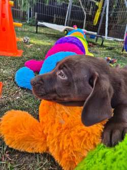 Stunning Chocolate Labrador Male Puppy Ready Now for sale in Littleport, Cambridgeshire | Image 3