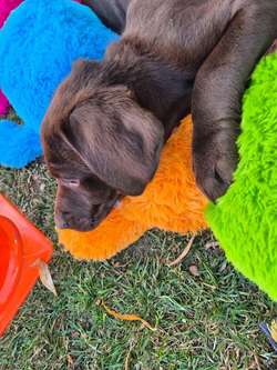 Stunning Chocolate Labrador Male Puppy Ready Now for sale in Littleport, Cambridgeshire | Image 4