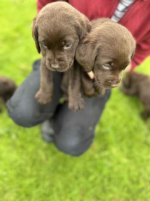 STUNNING CHOCOLATE LABRADORS for sale in Thirsk North Yorkshire 