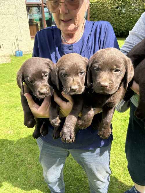STUNNING CHOCOLATE LABRADORS for sale in Thirsk North Yorkshire 