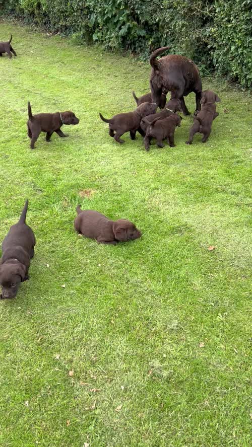 STUNNING CHOCOLATE LABRADORS for sale in Thirsk North Yorkshire 