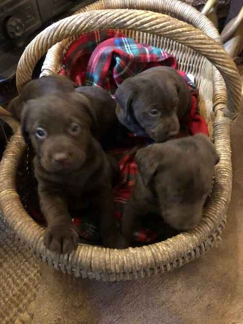 Stunning chunky chocolate Labrador puppies for sale in Steyning, West Sussex